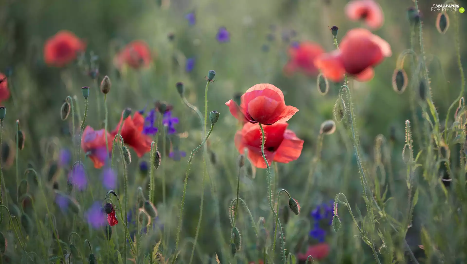 Flowers, Buds, Capsules, papavers