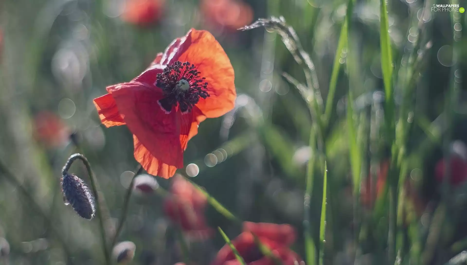 Flowers, bud, grass, papavers