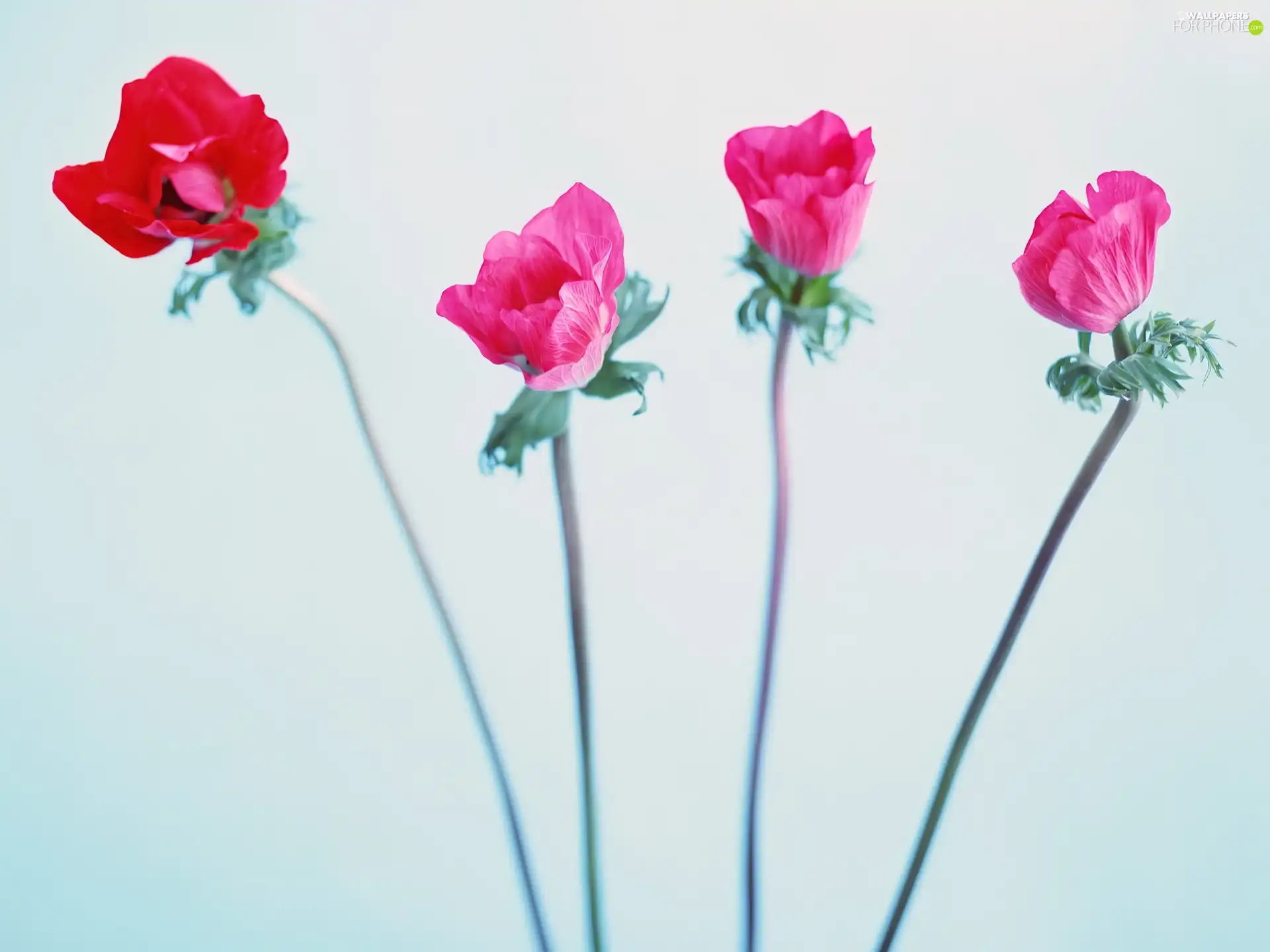 four, papavers