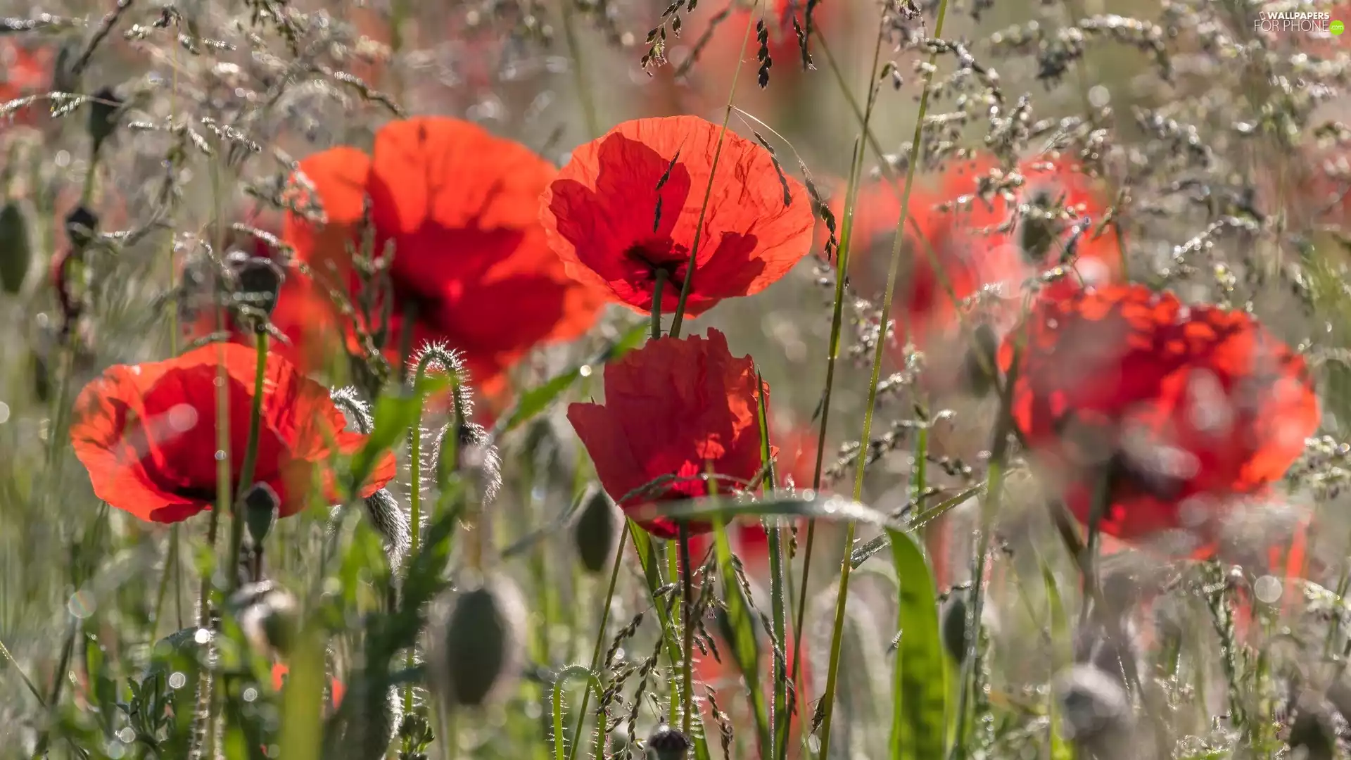 papavers, grass