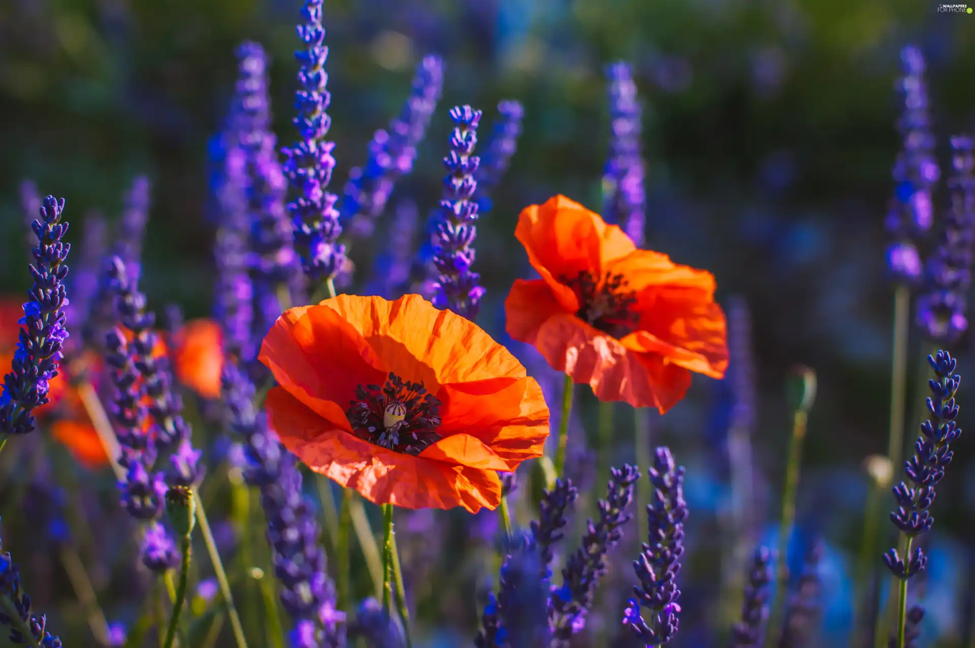 papavers, lavender