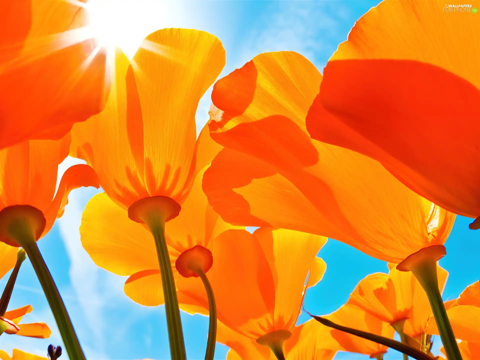 Orange, papavers