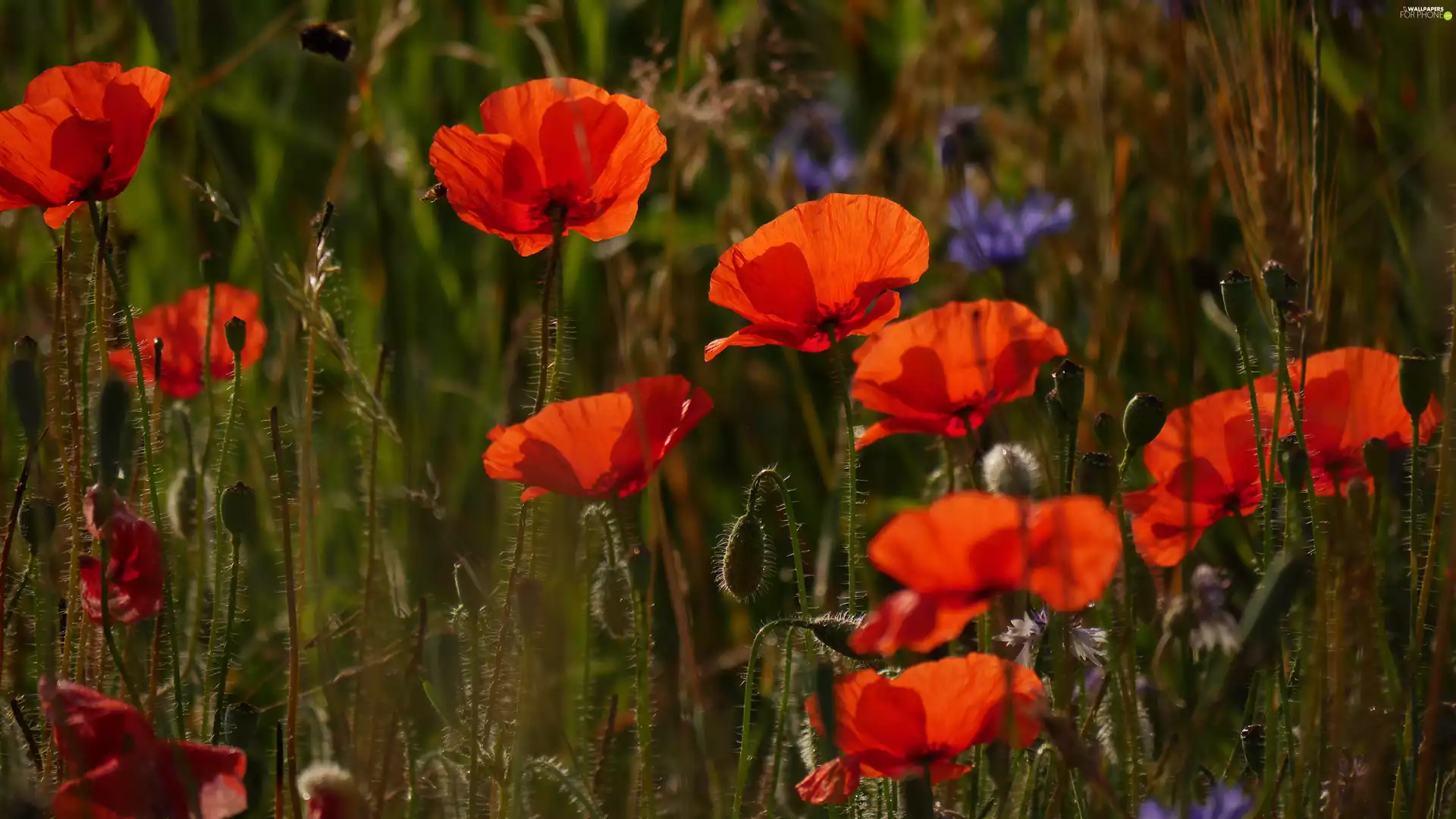 papavers, rapprochement