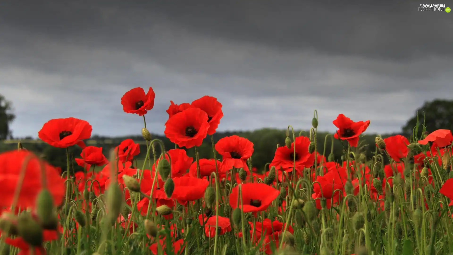 Red, papavers