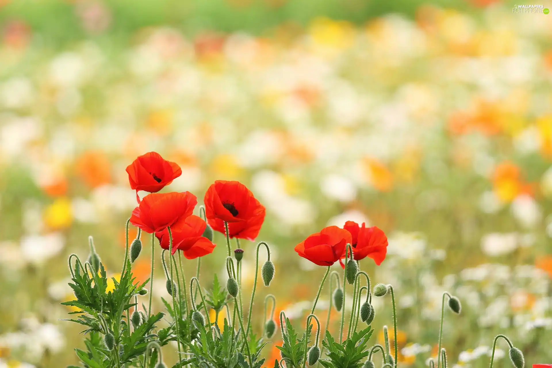 Red, papavers