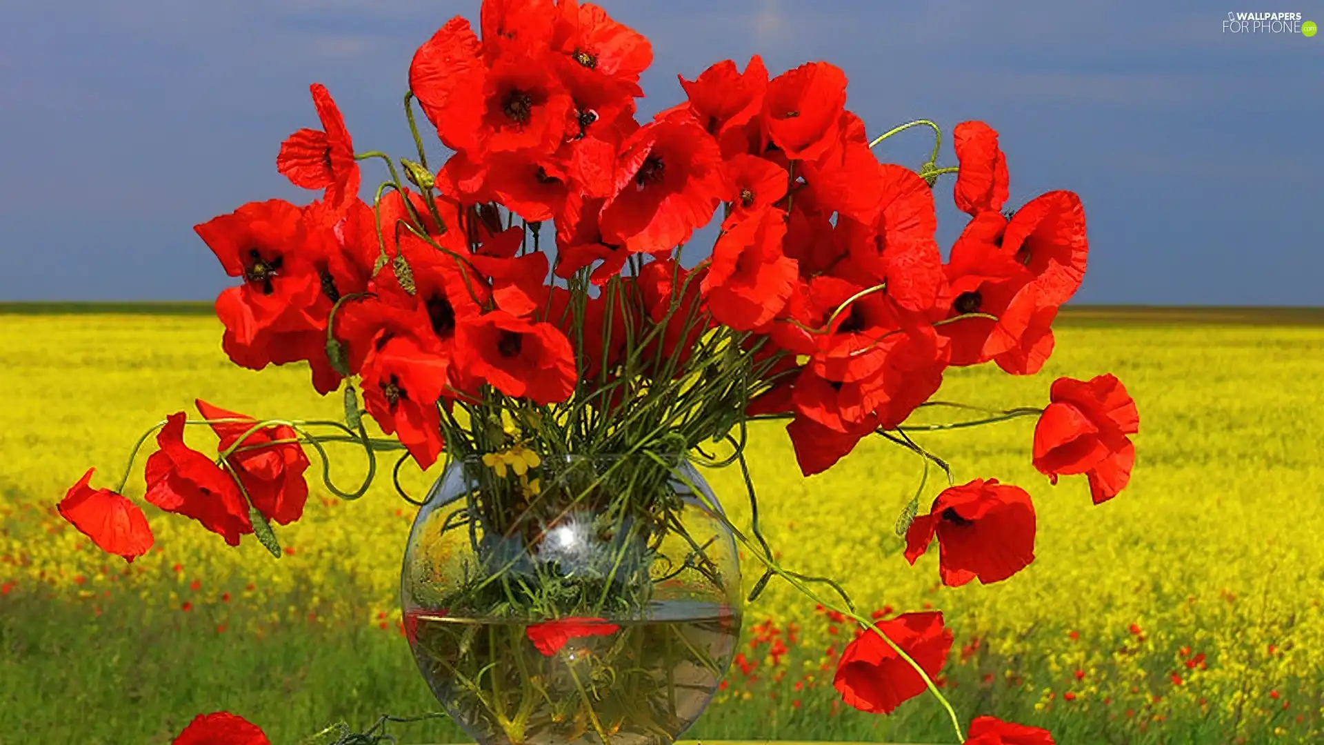 Sky, Vase, papavers, Meadow