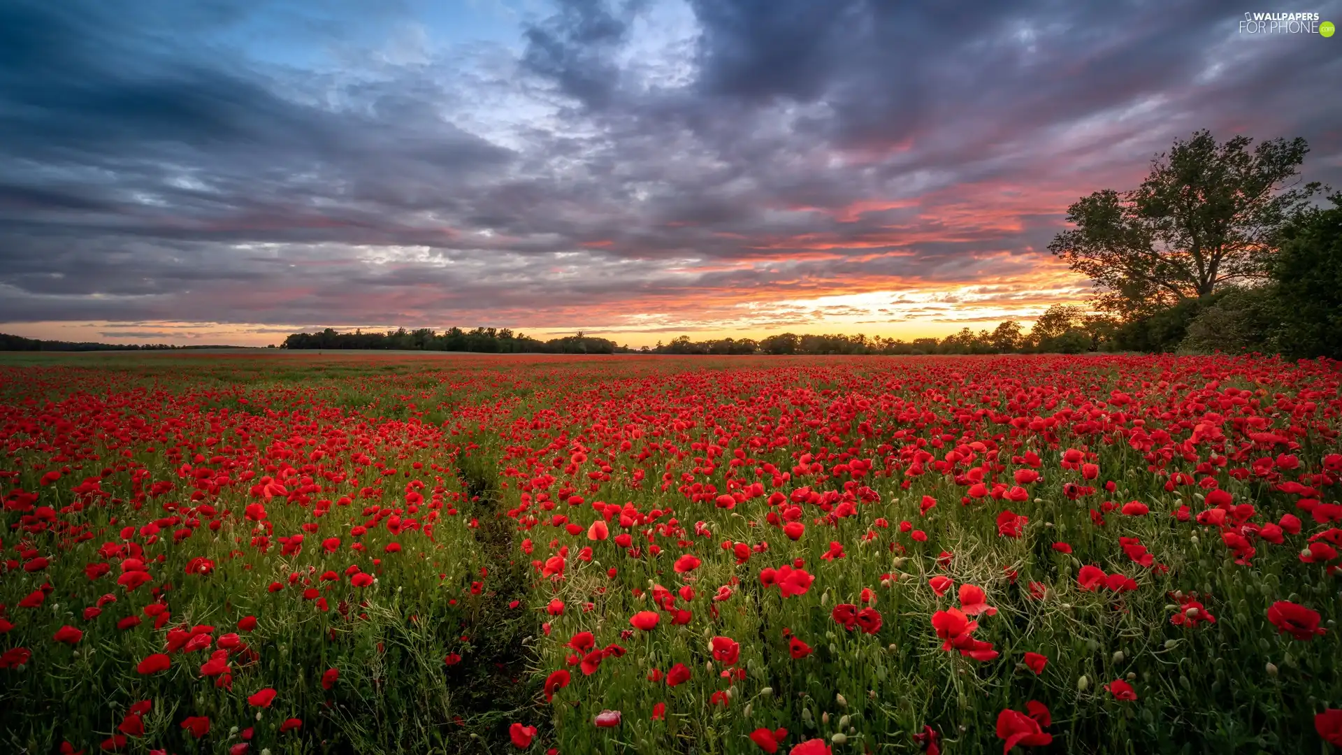 trees, Red, Sunrise, papavers, Meadow, viewes, clouds