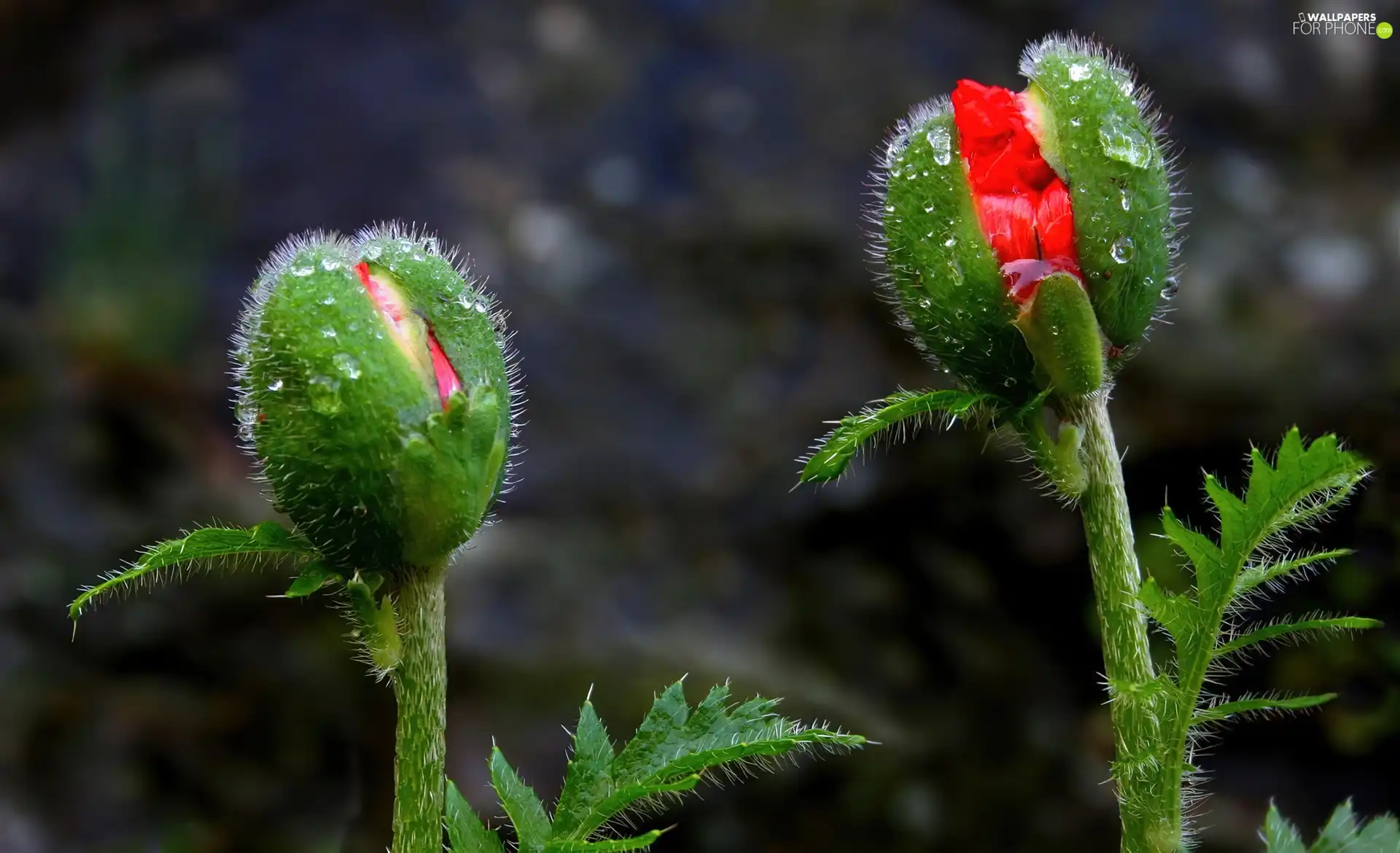 papavers, developing, themselves