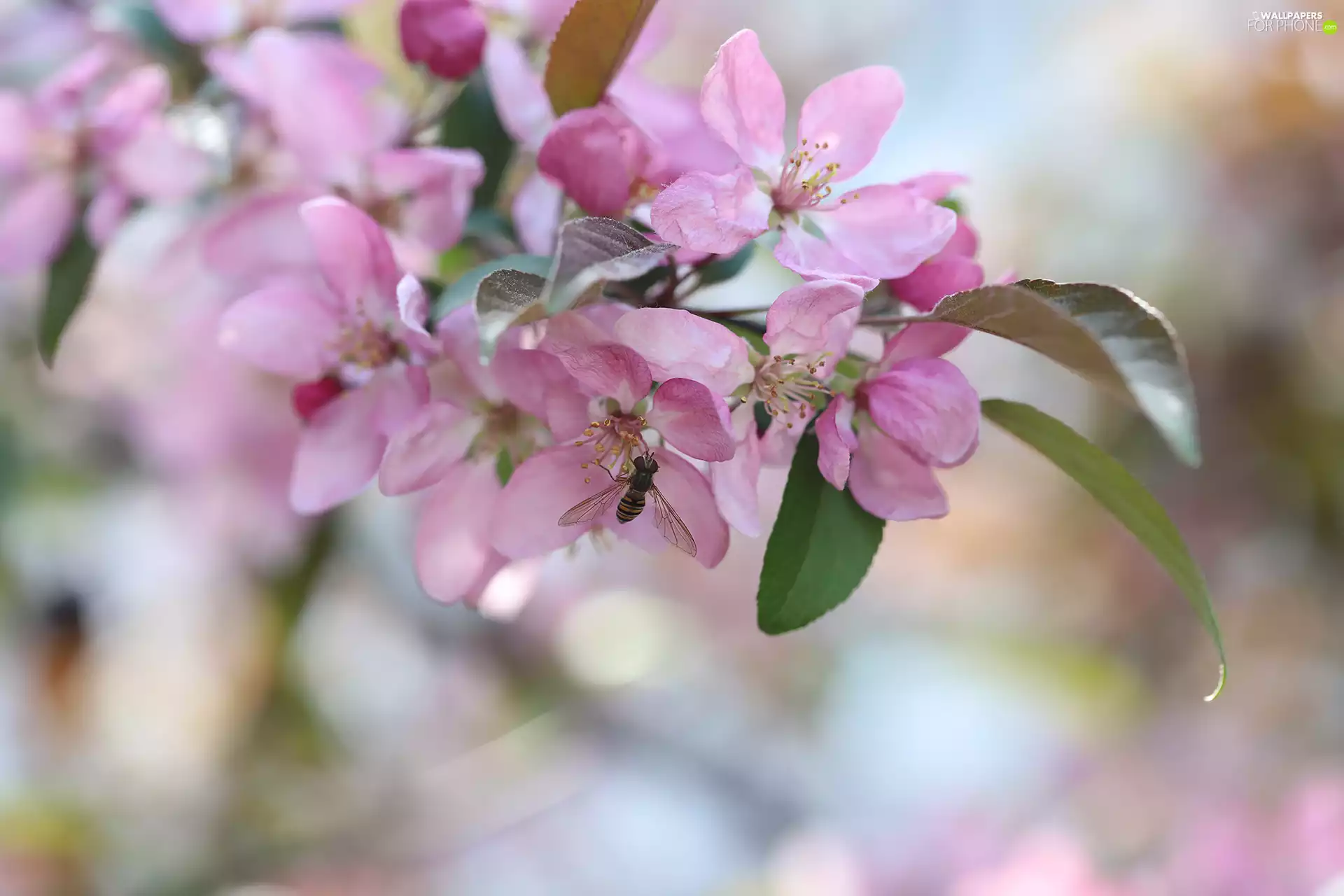 Paradise Apple tree, Pink, Insect, Marmalade Hoverfly, Fruit Tree, Flowers