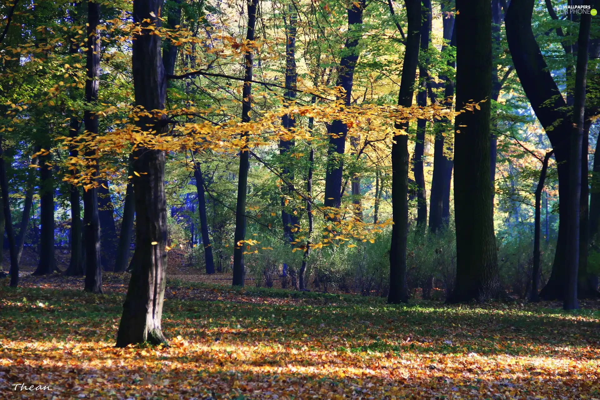 Park, color, Autumn
