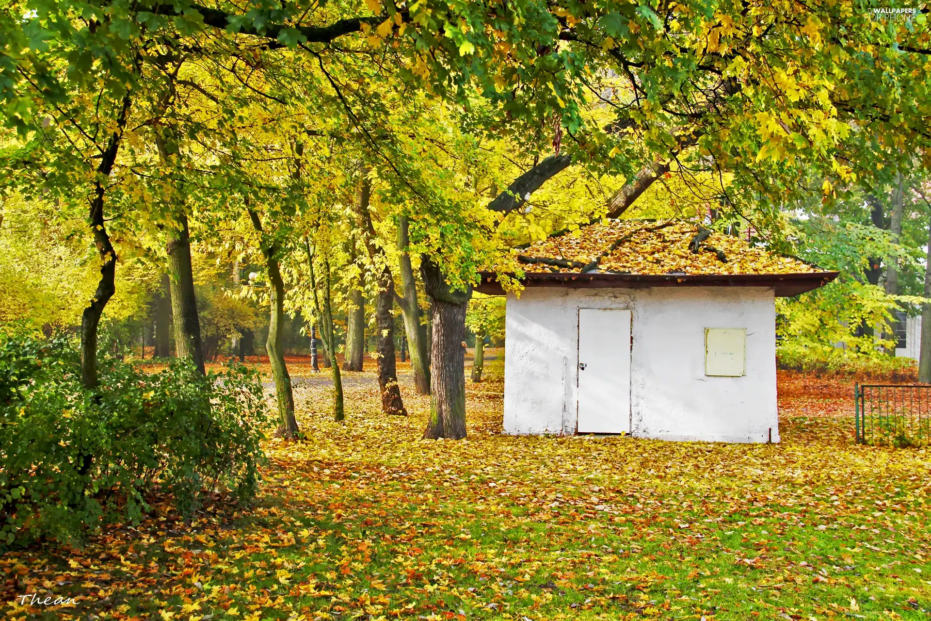 Park, autumn, White, Home, small