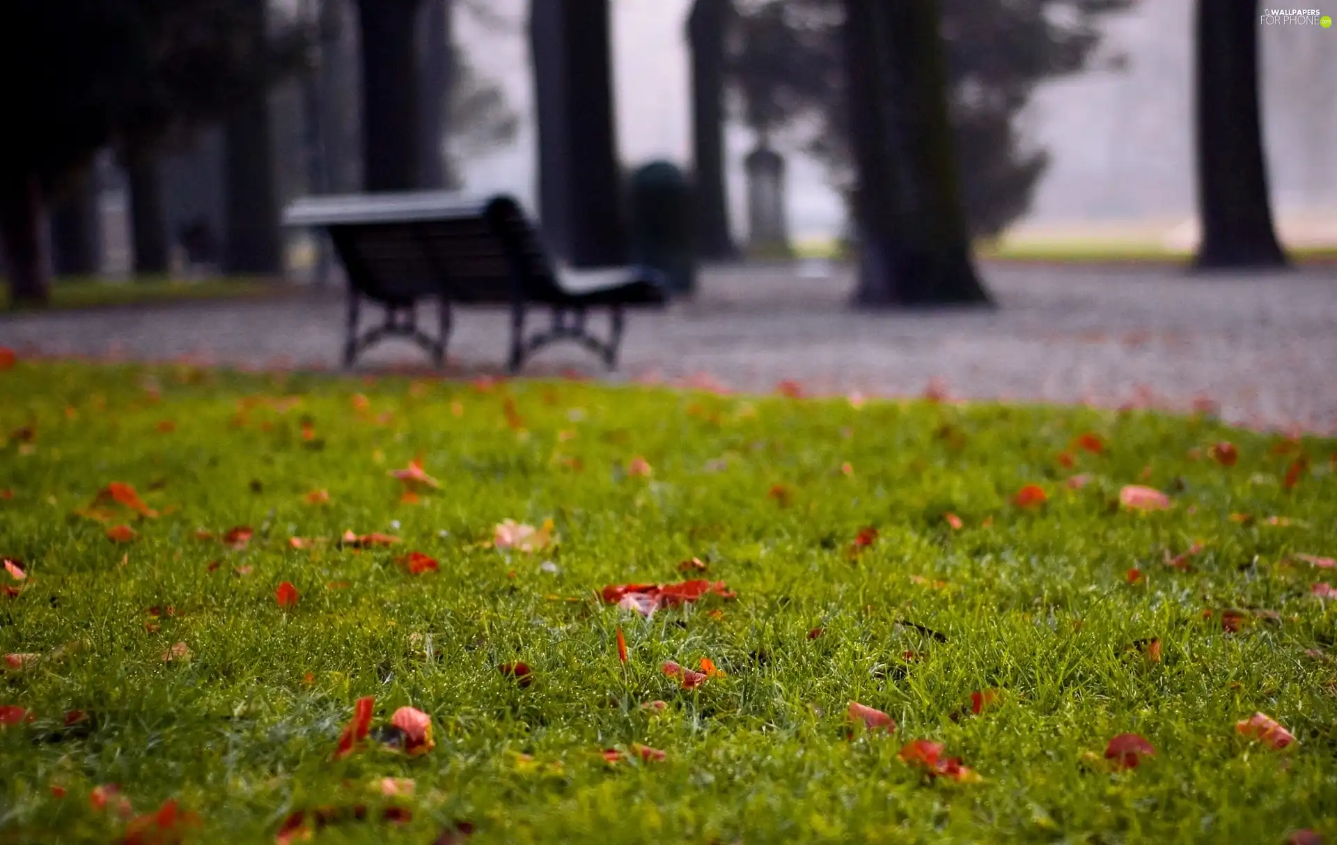 Park, autumn, Bench