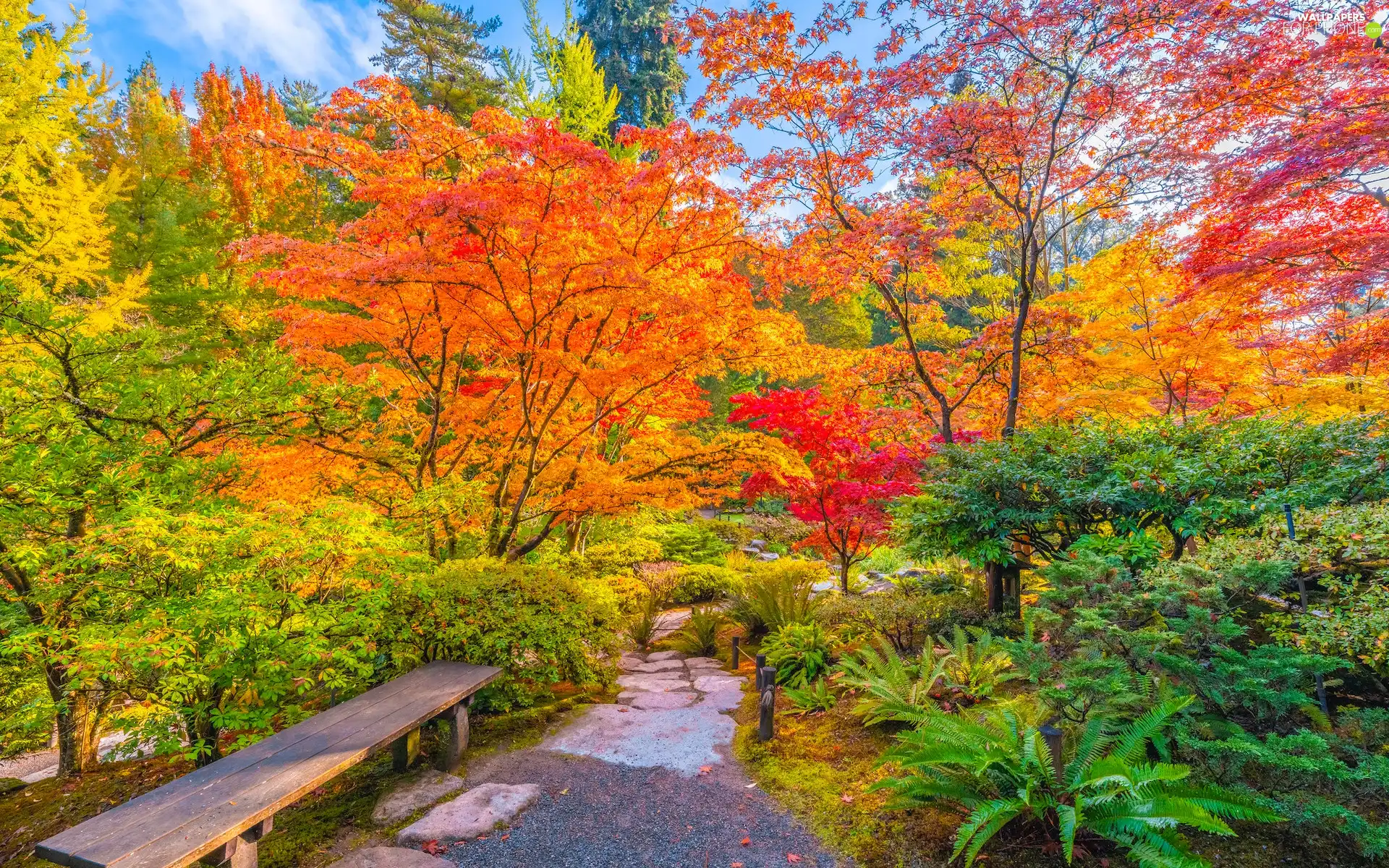 trees, autumn, color, Park, viewes, Bench