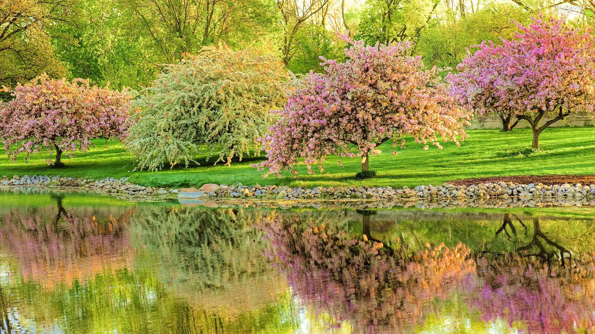 flourishing, River, Park, Sapling