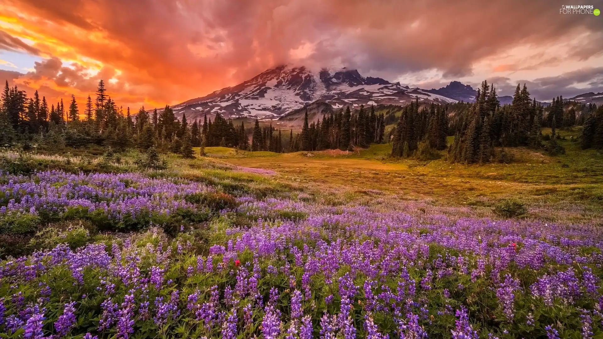 Meadow Clouds Trees Mount Rainier National Park Viewes Mountains