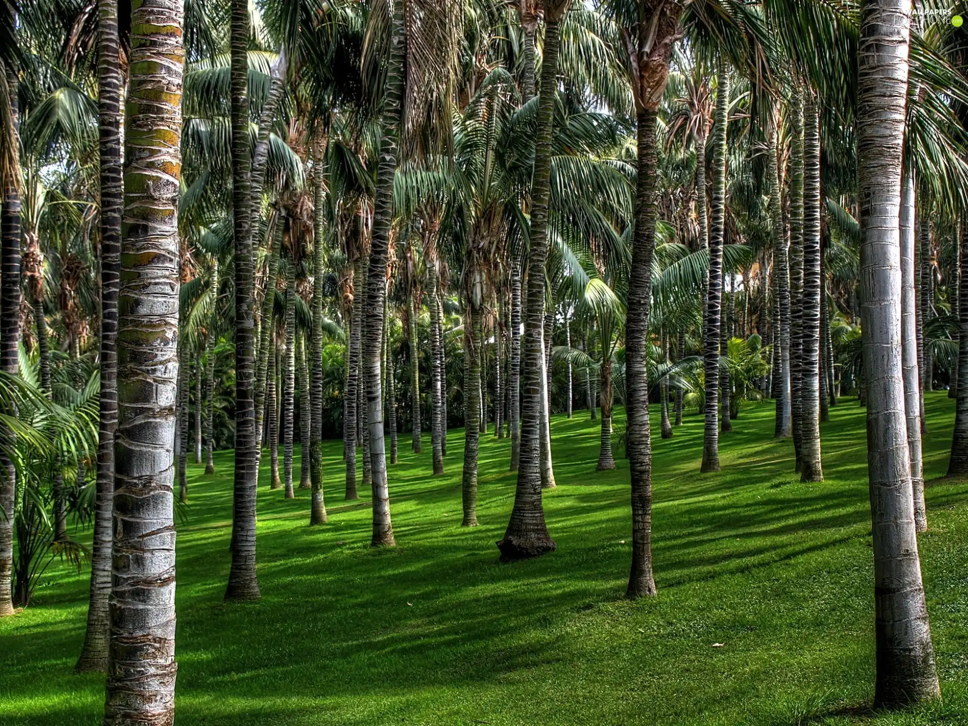 Canary Islands, palmaceous, Park