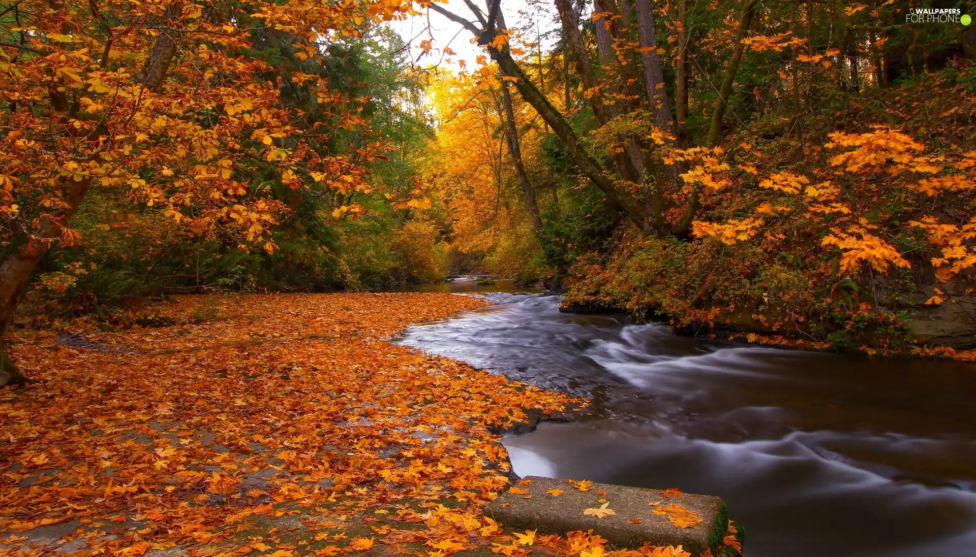 autumn, British Columbia, Nanaimo City, viewes, Bowen Park, Canada, Vancouver Island, Leaf, trees, Millstone River
