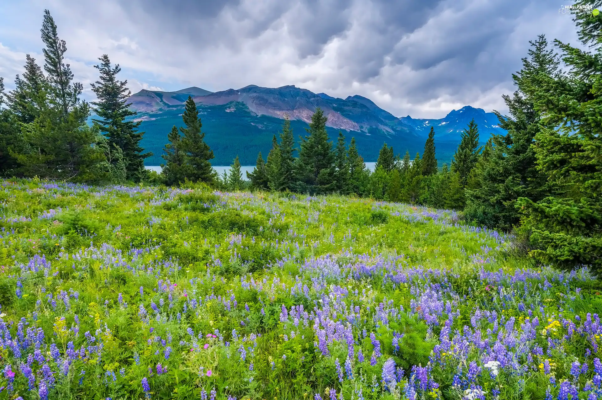 Montana, Glacier National Park, The United States, Flowers, Mountains, Meadow, trees, viewes, lupine