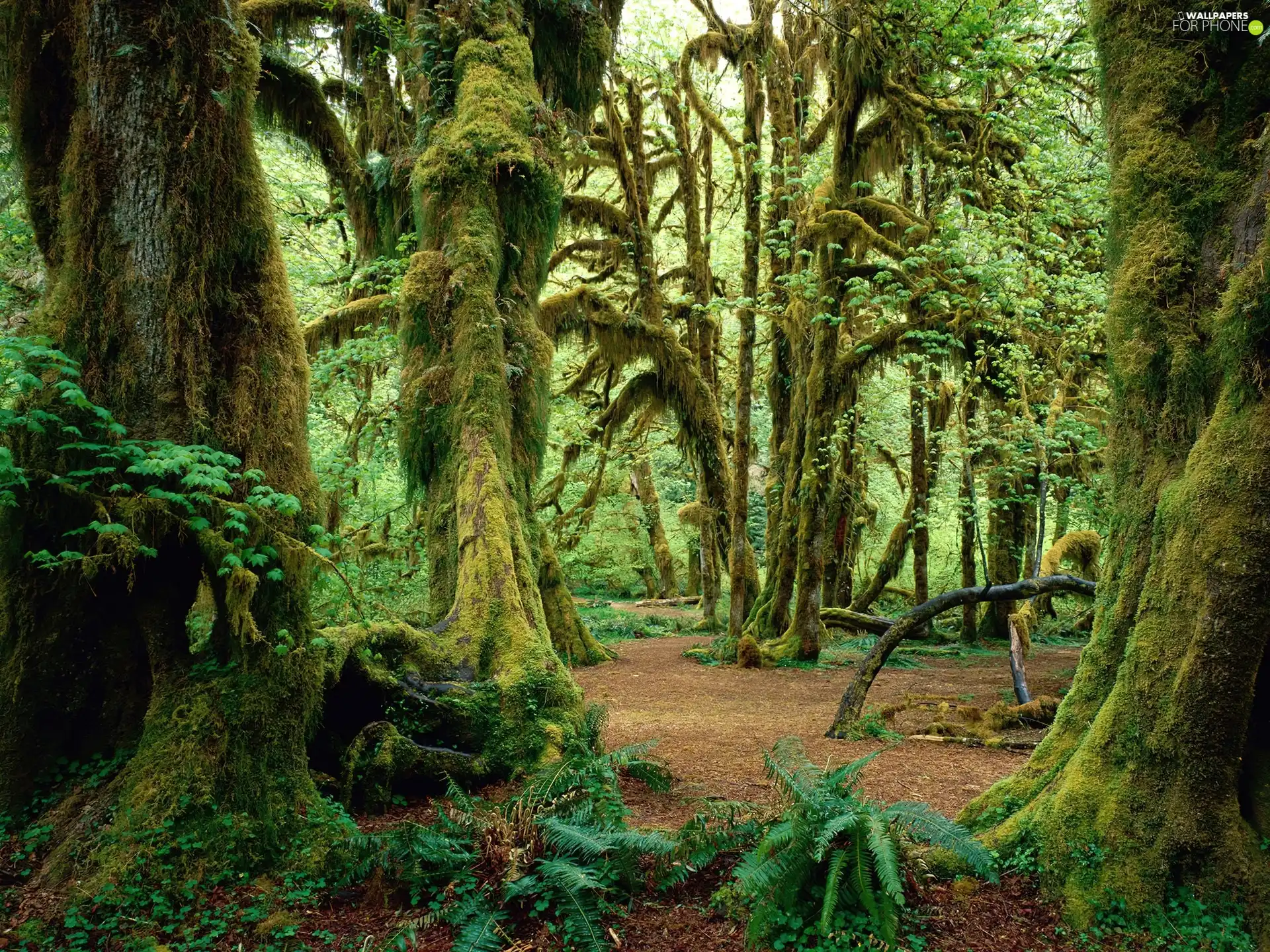 forest, Washington State, trees, Olympic National Park, The United States, mossy, viewes