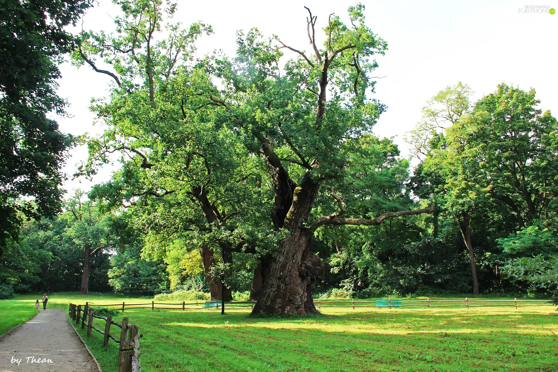 old, Rogalin, Park, oaks