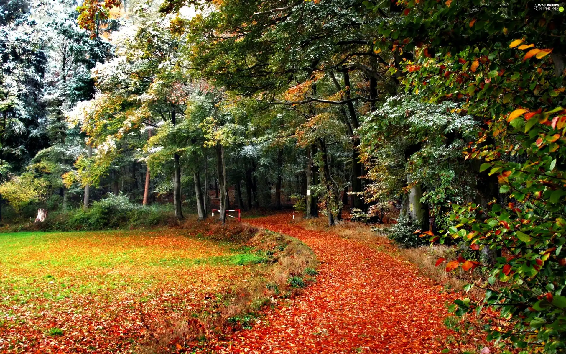 Park, Path, trees, viewes, autumn