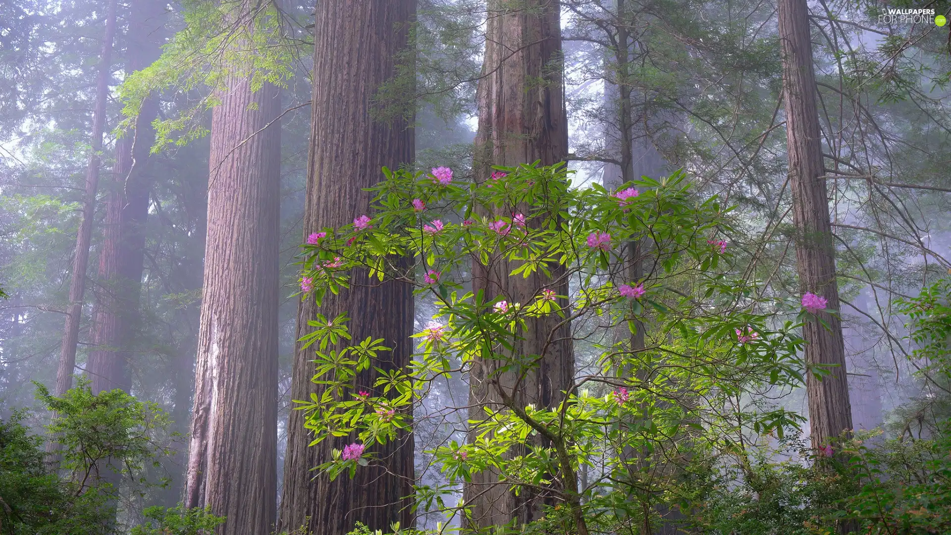 viewes, forest, California, trees, Redwood National Park, rhododendron, The United States
