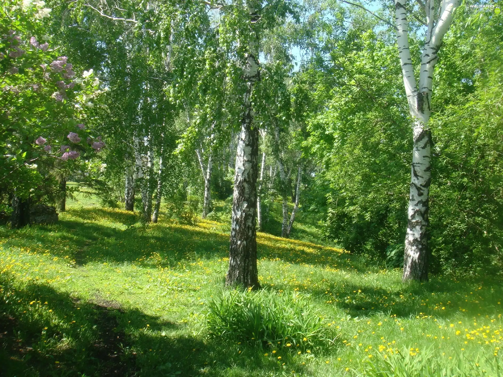 trees, birch, Park, viewes