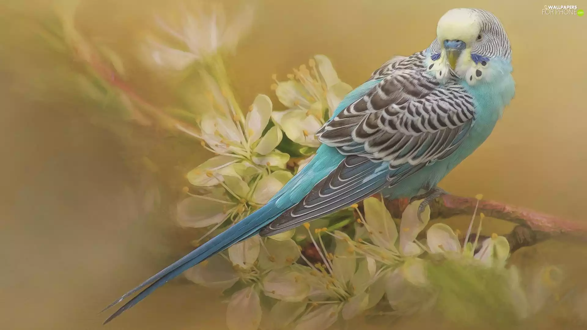 flowery, twig, little parrot, Wavy, parrot