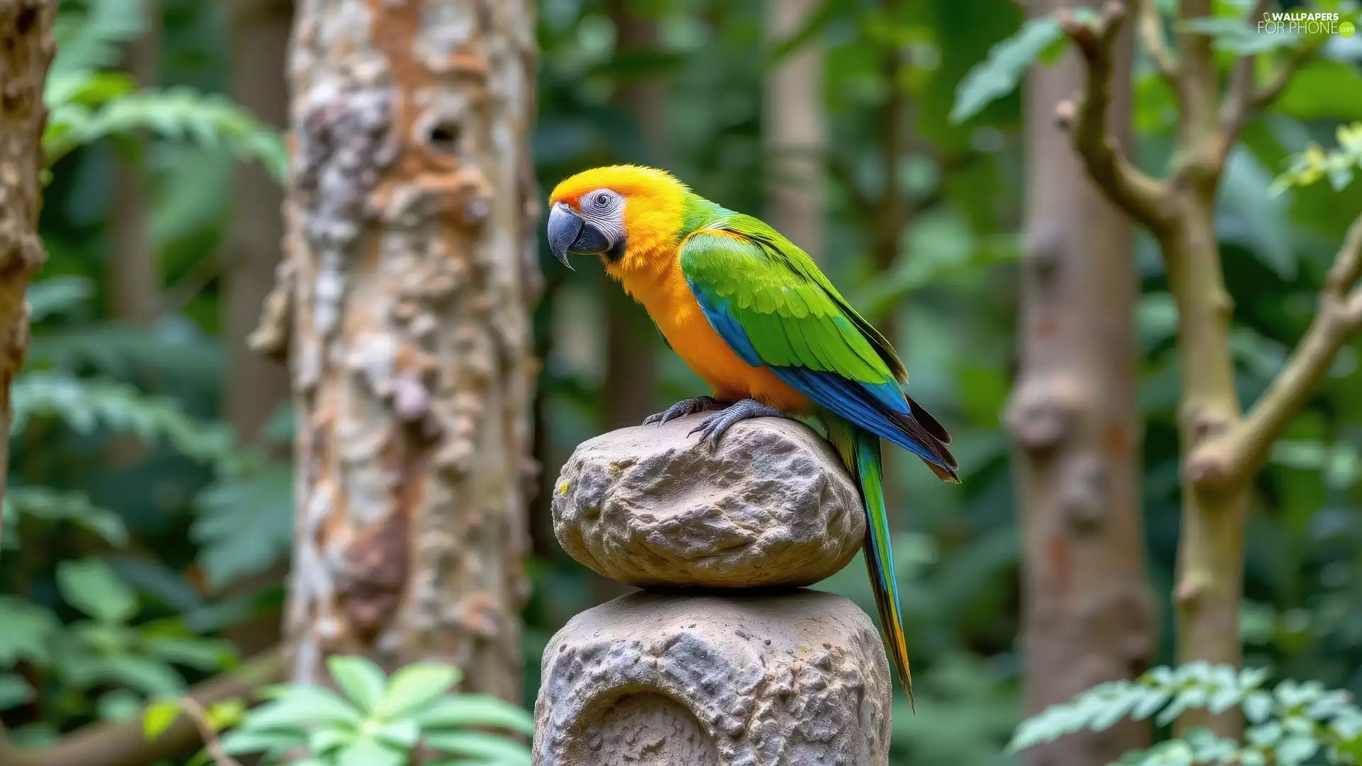 ara, green-yellow, Stones, forest, Two cars, parrot