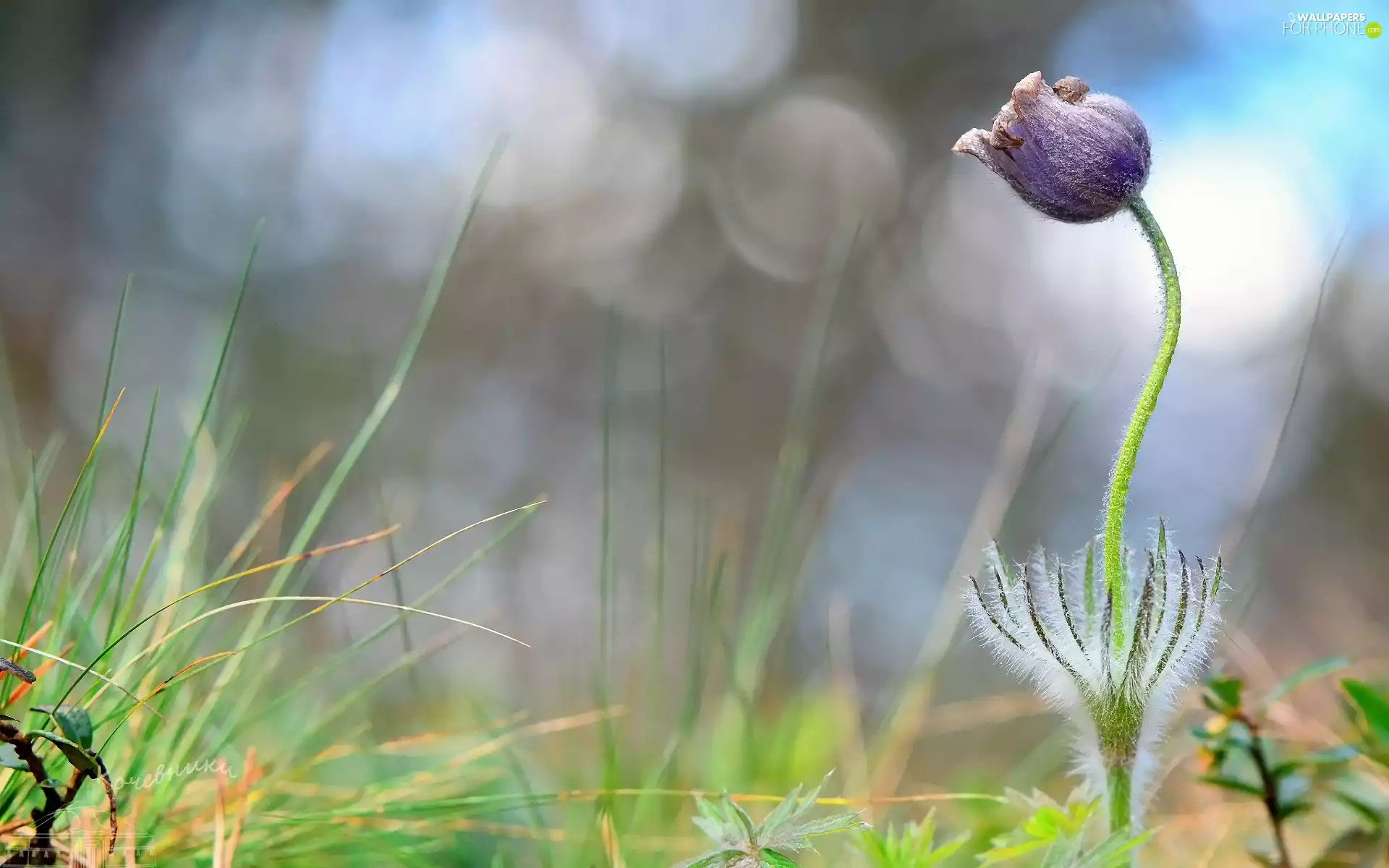 blur, Colourfull Flowers, pasque