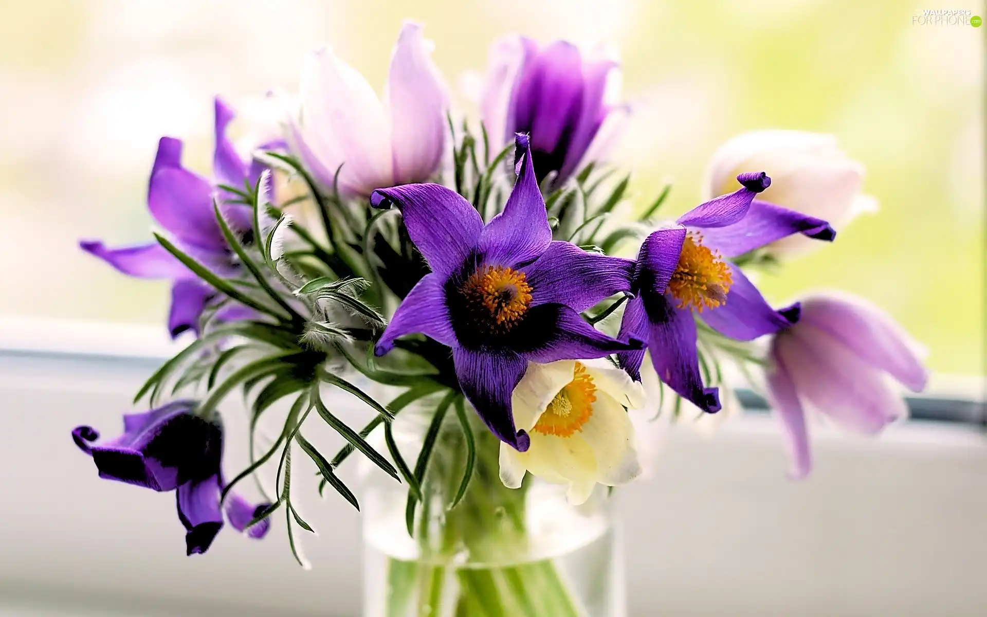 pasque, Flowers, bouquet