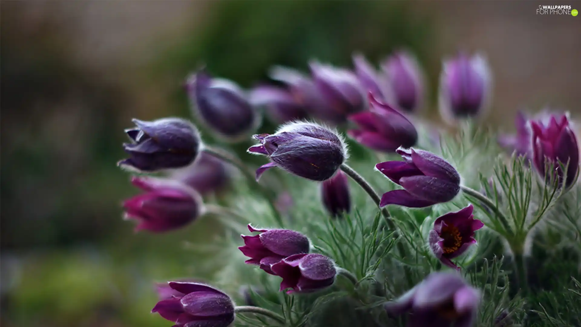 pasque, purple, Flowers