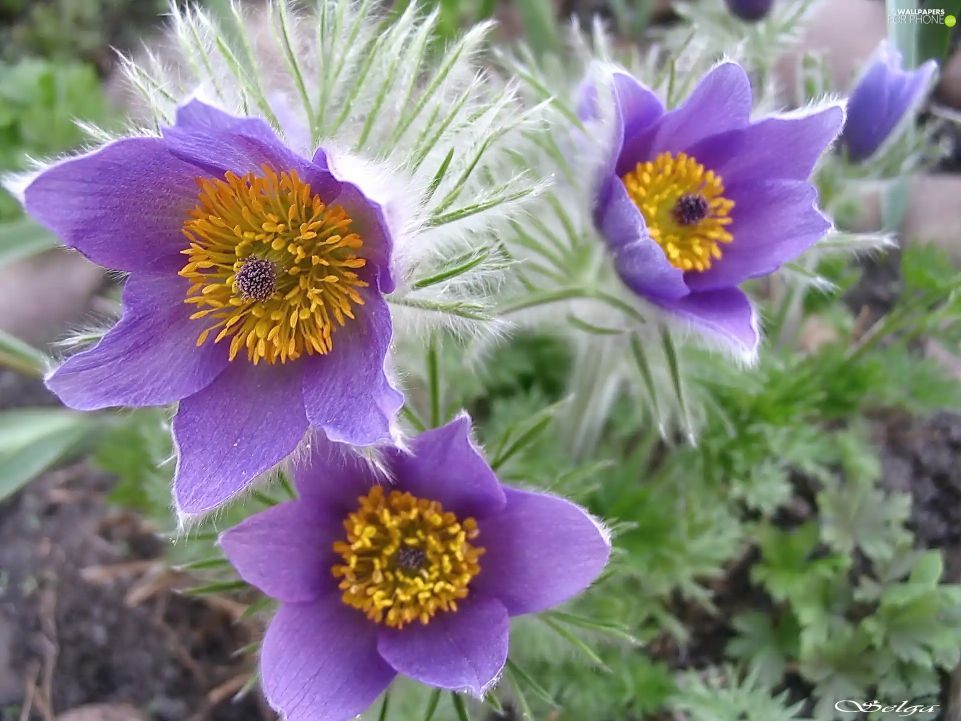 purple, pasque