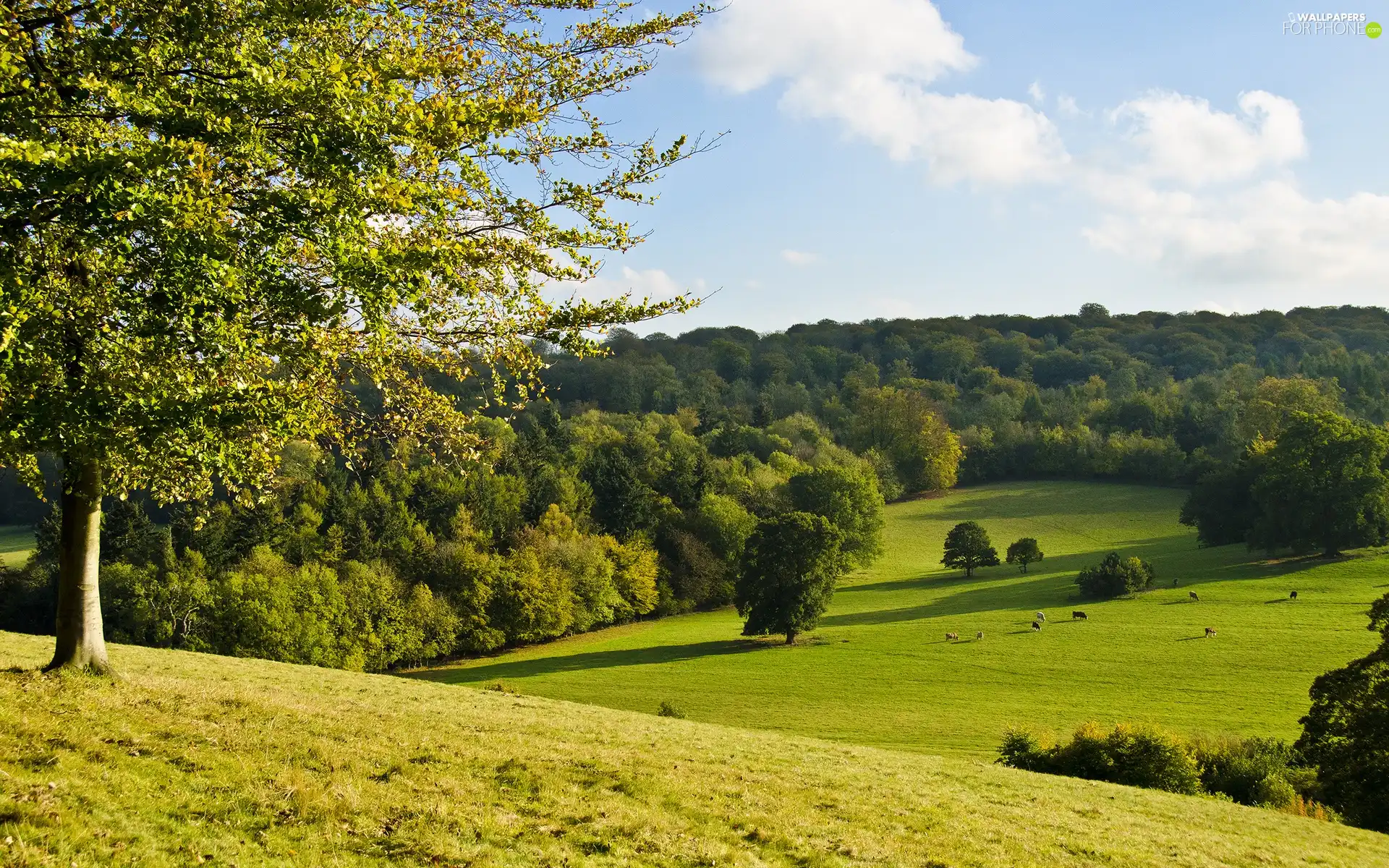 medows, animals, pasturage, woods