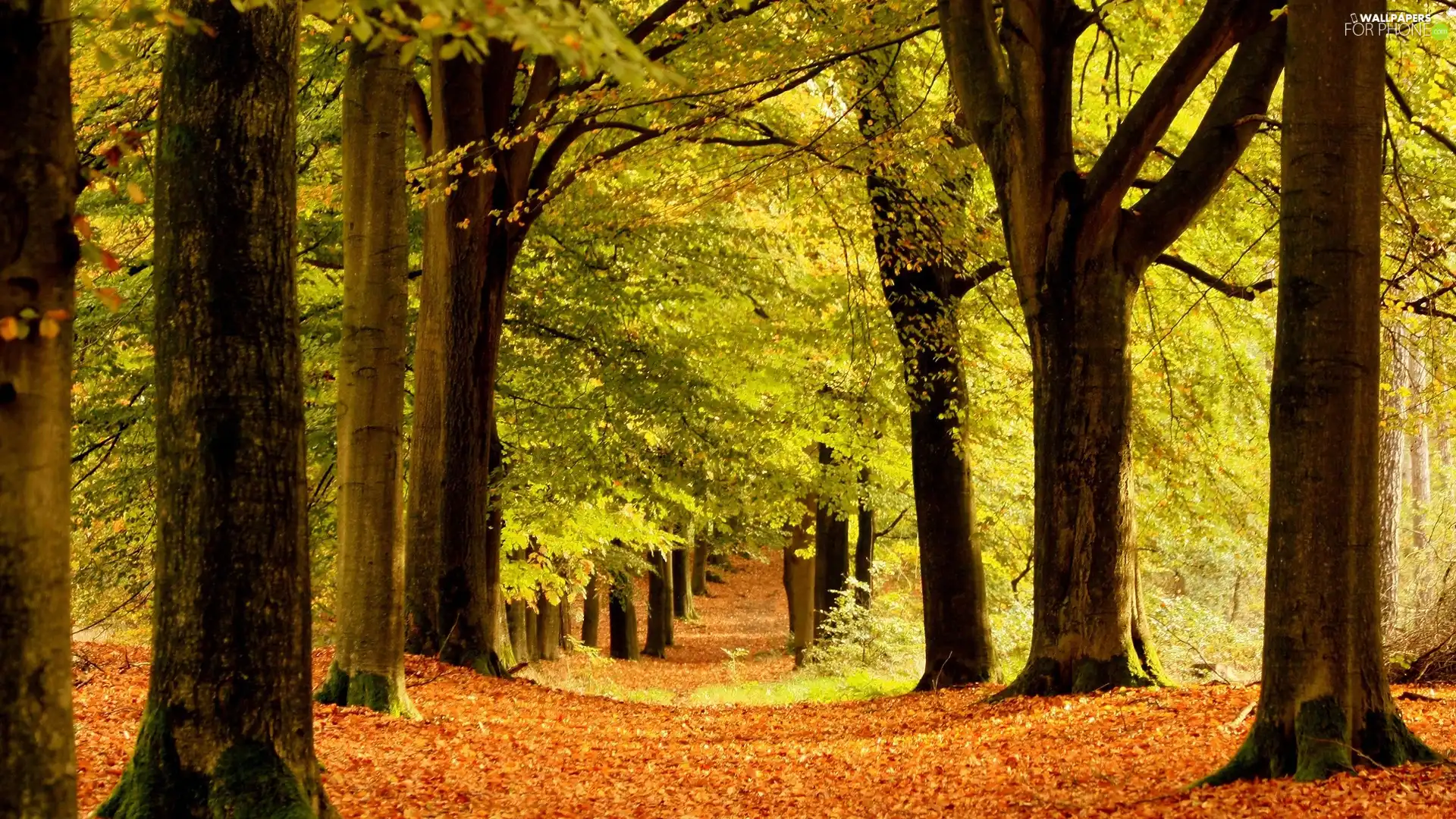 Path, autumn, trees, viewes, forest