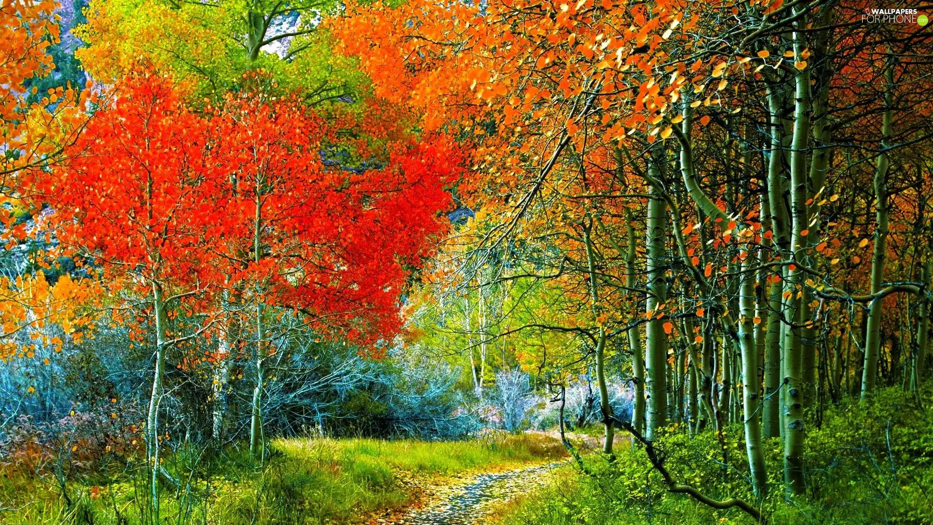 Path, autumn, forest