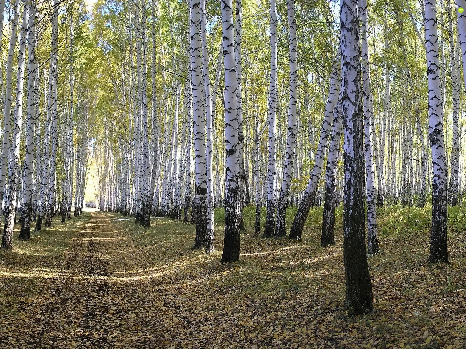 Path, birch, forest