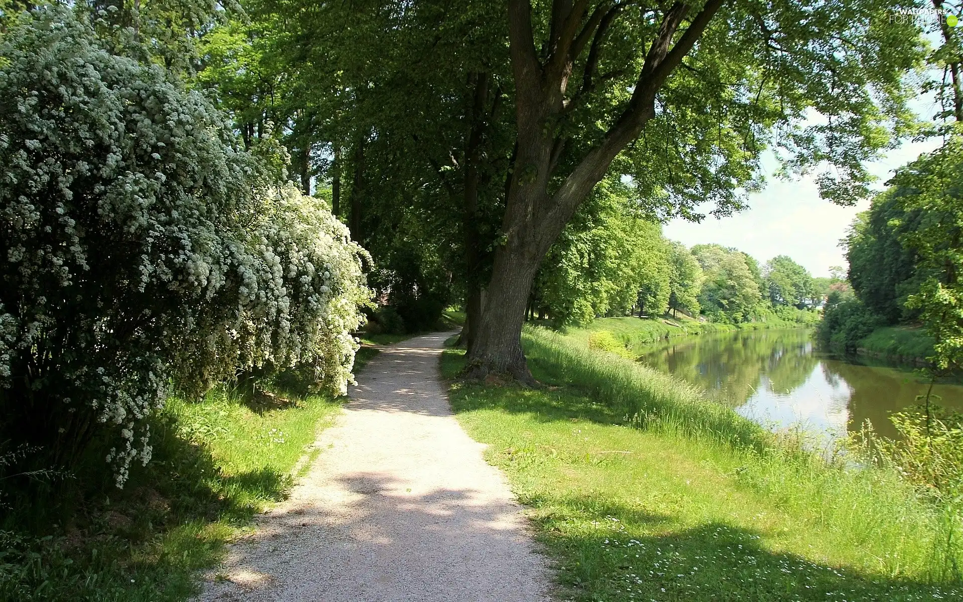Path, green, trees, viewes, River