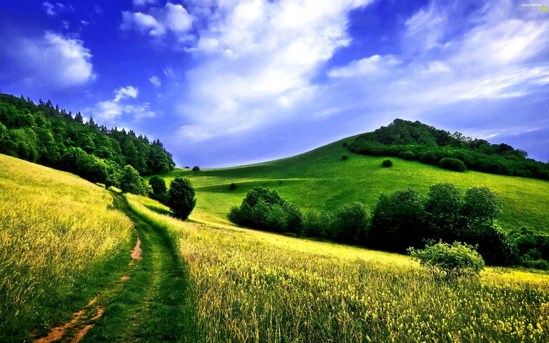 Meadow, Path