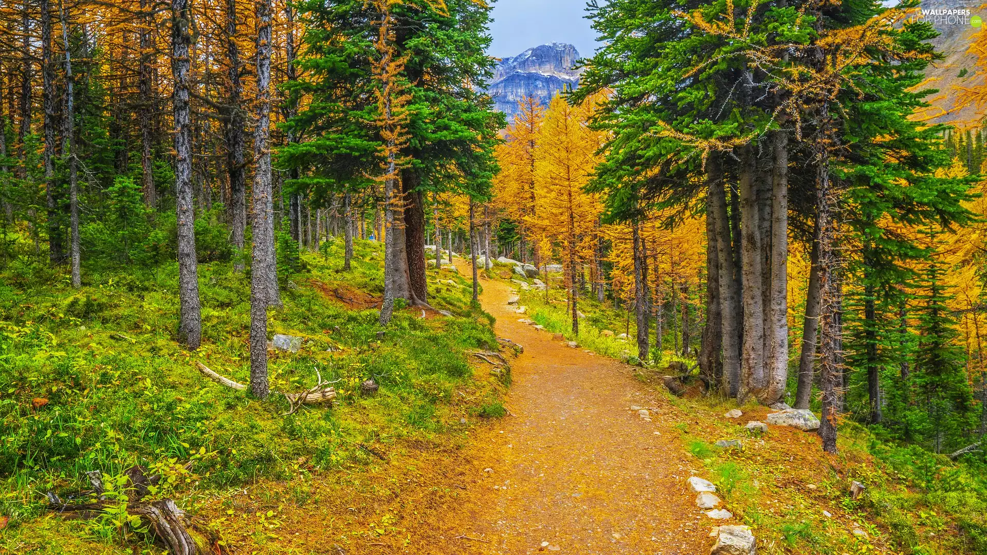 viewes, Path, Mountains, trees, woods