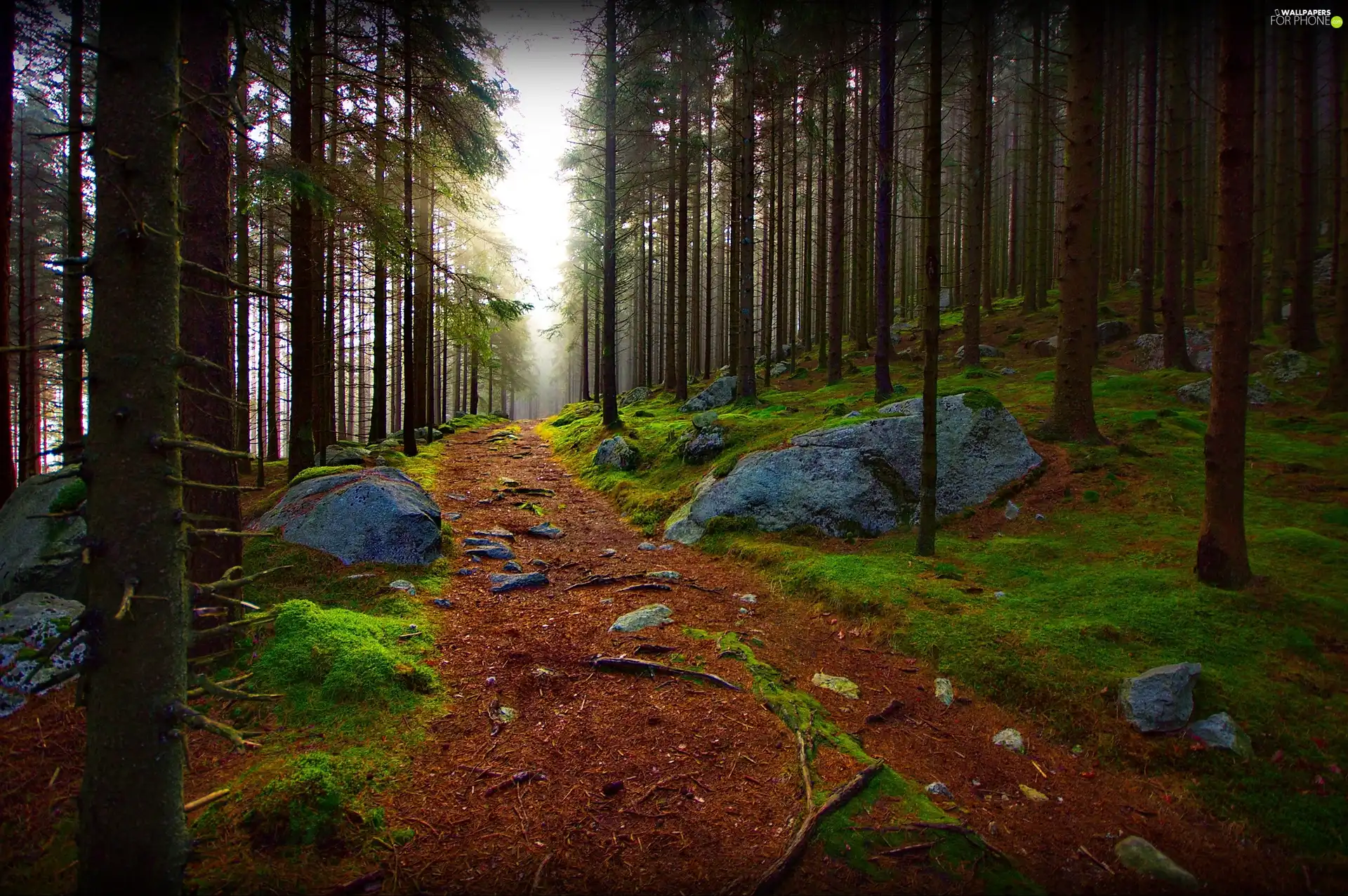 Path, Stones, trees, viewes, forest