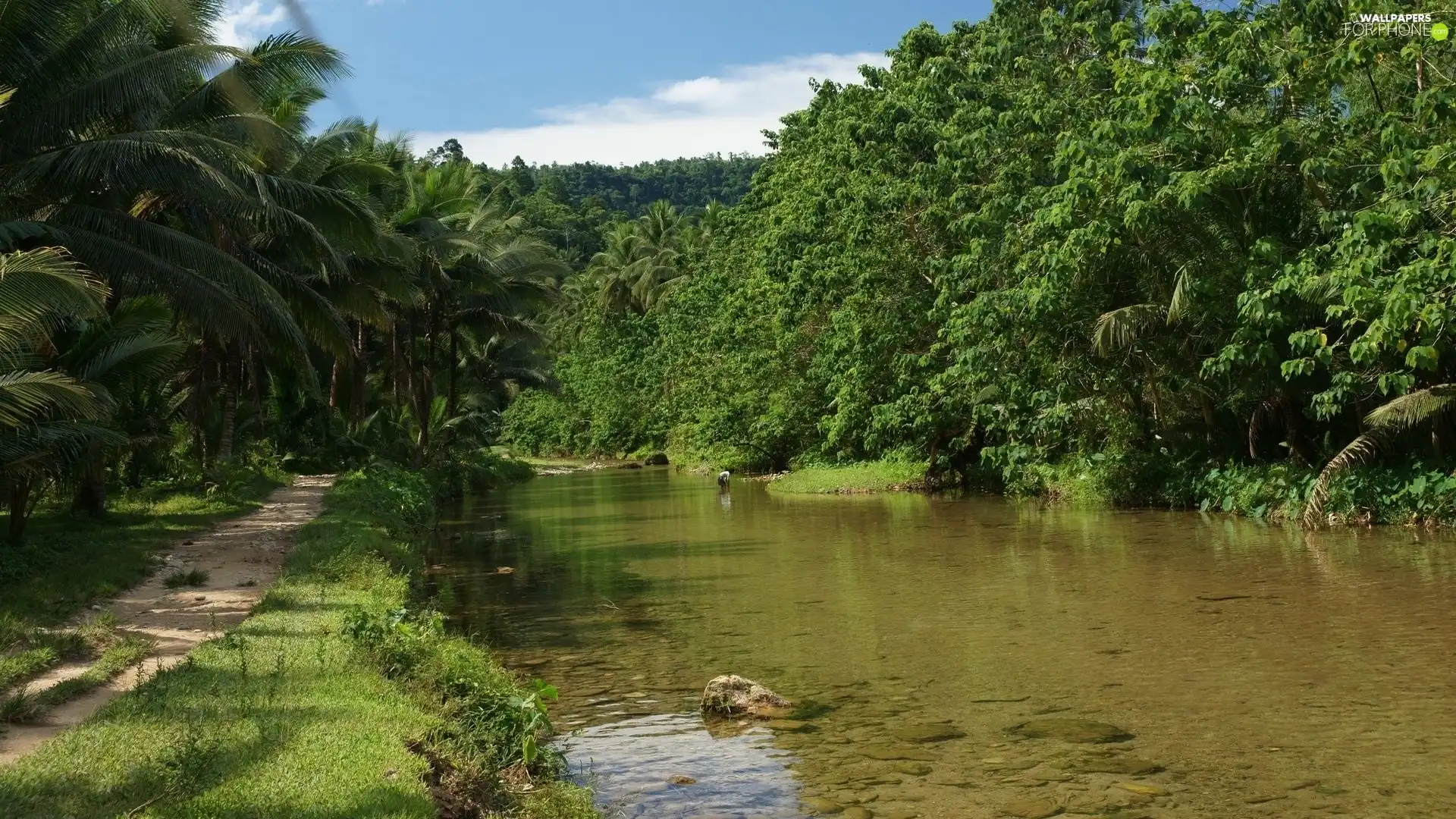 trees, River, Path, viewes