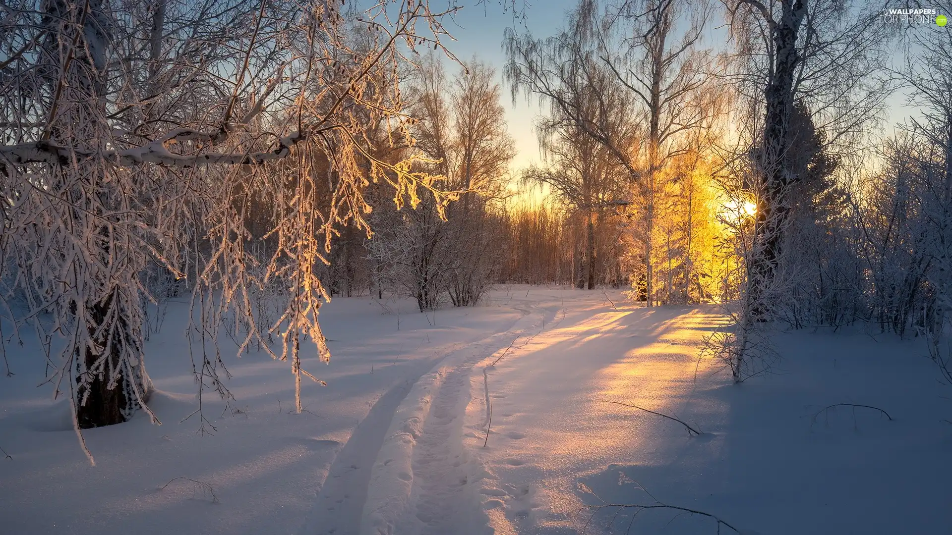 trees, viewes, Twigs, snow, icy, forest, winter, Path