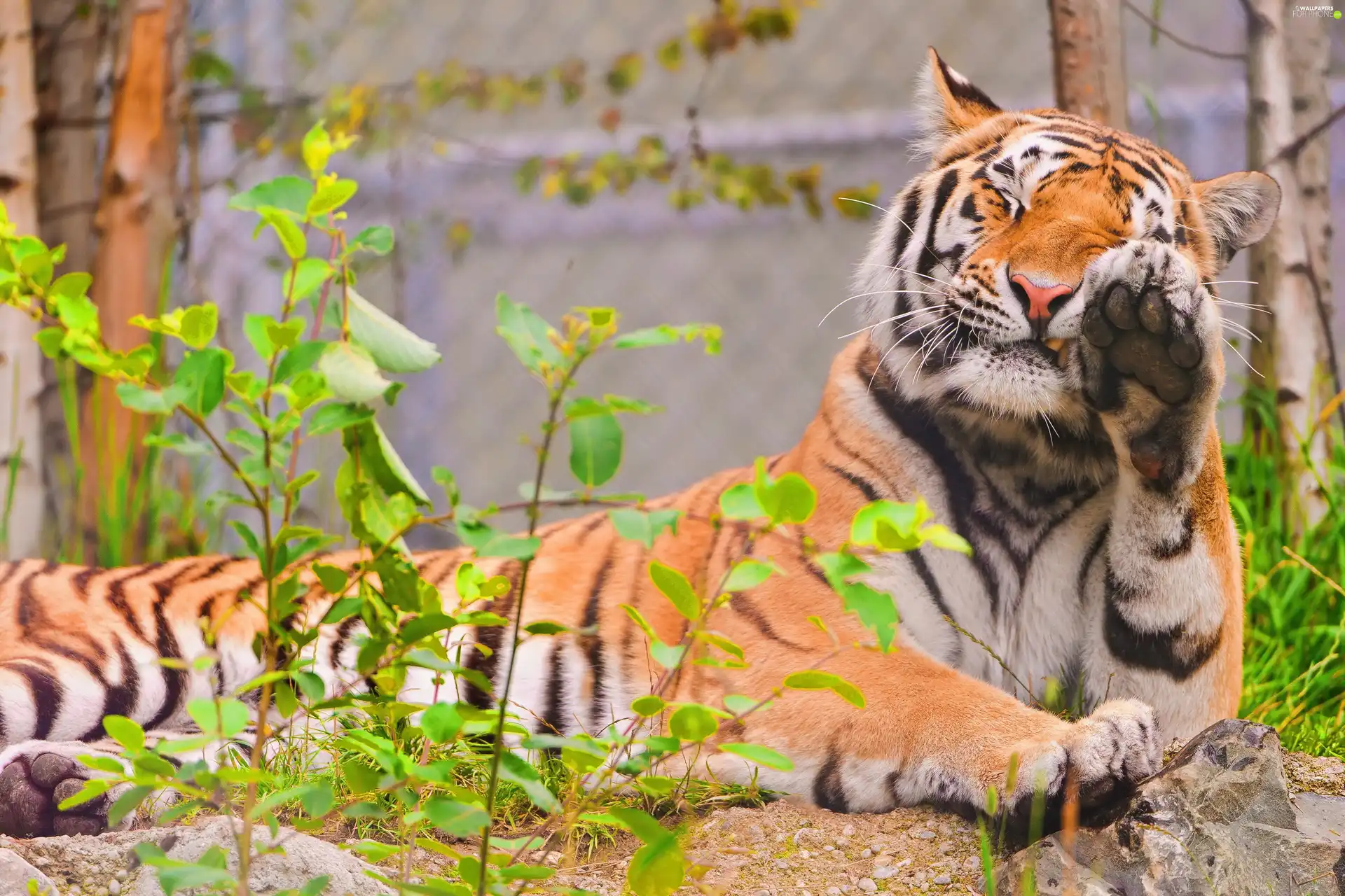 paw, tiger, raised