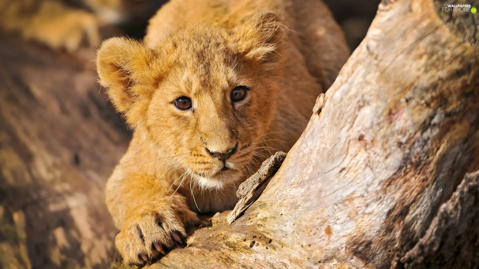 paw, lion, trees