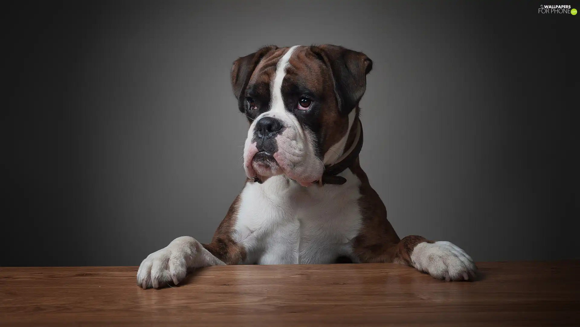 paws, boxer, Table