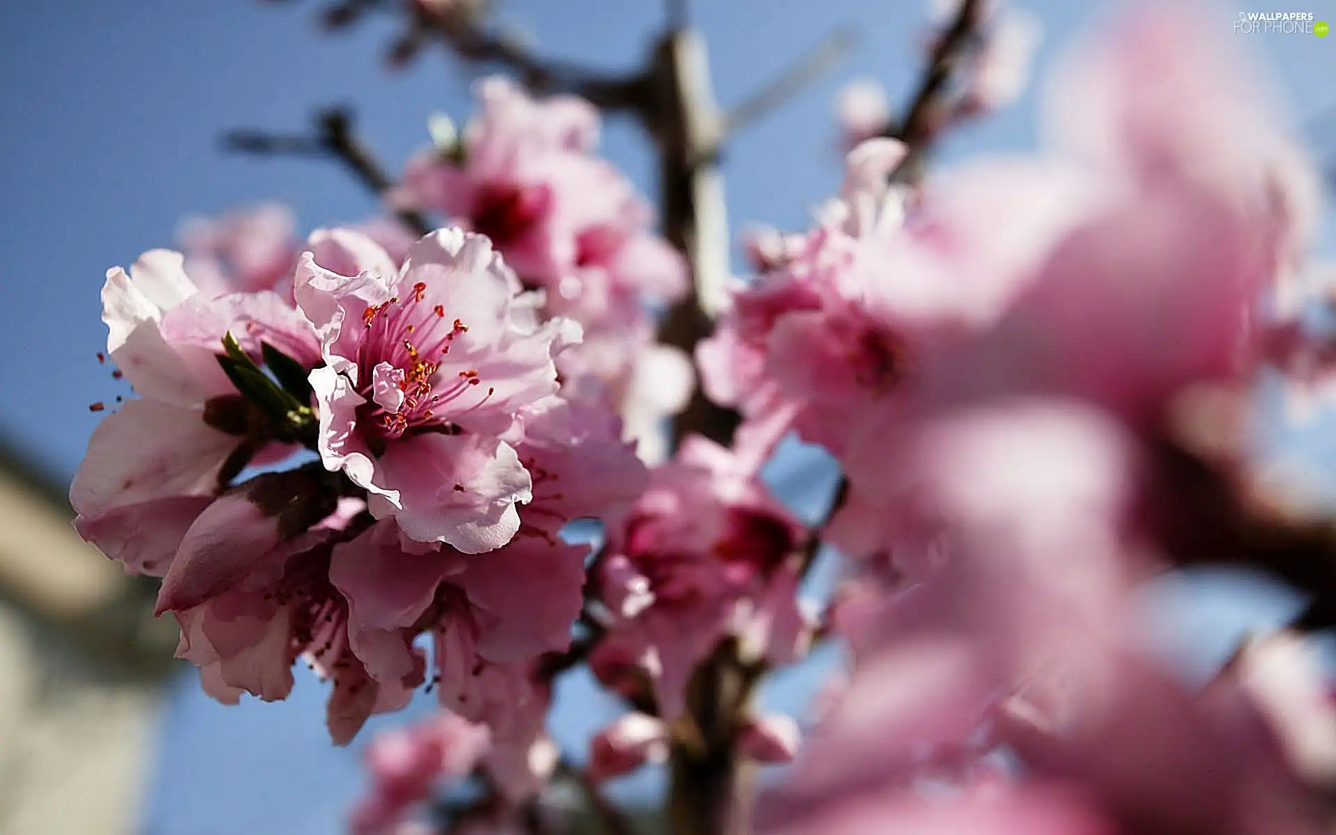 Spring, Colourfull Flowers, peach