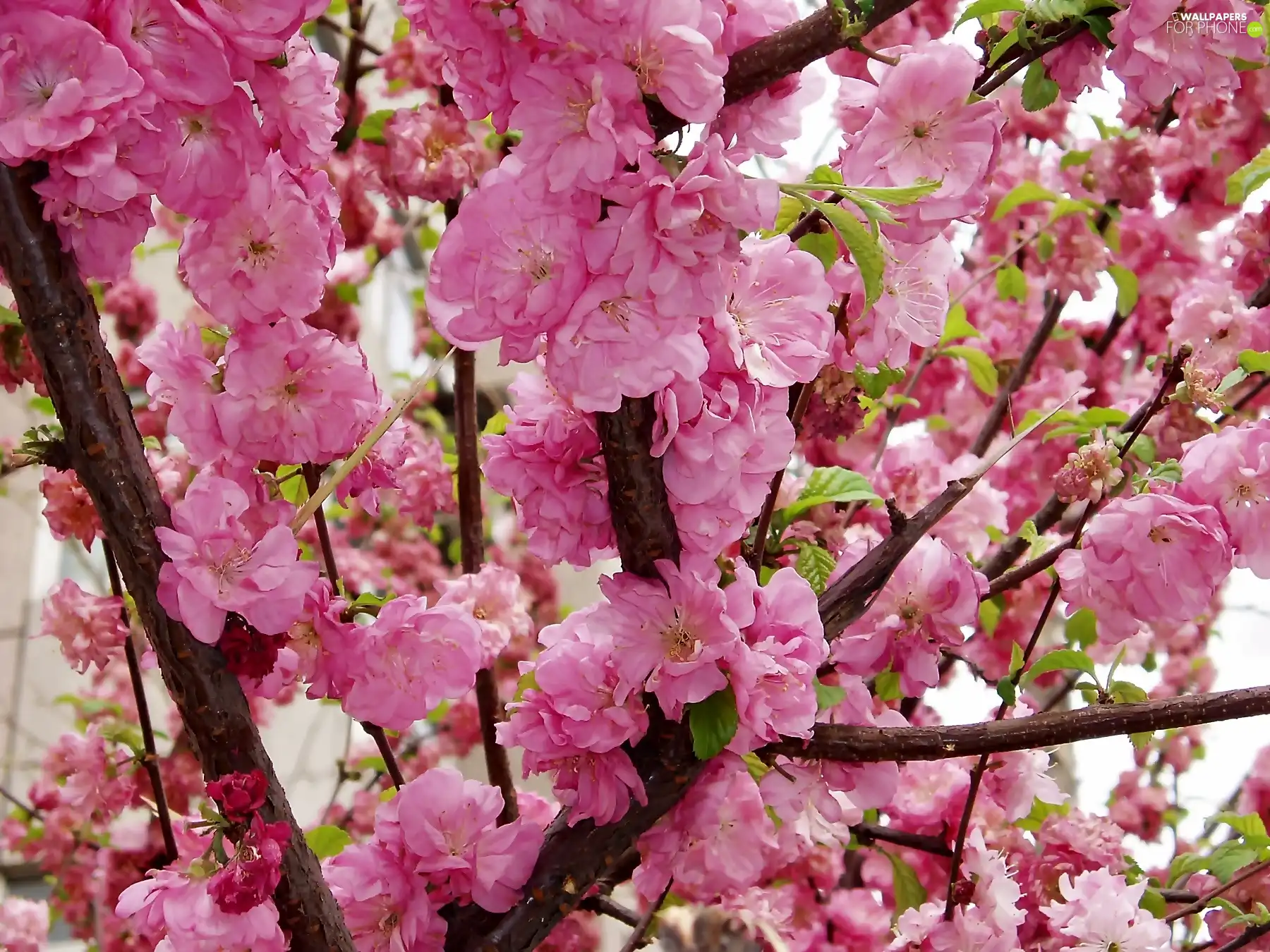 peach, flourishing, trees