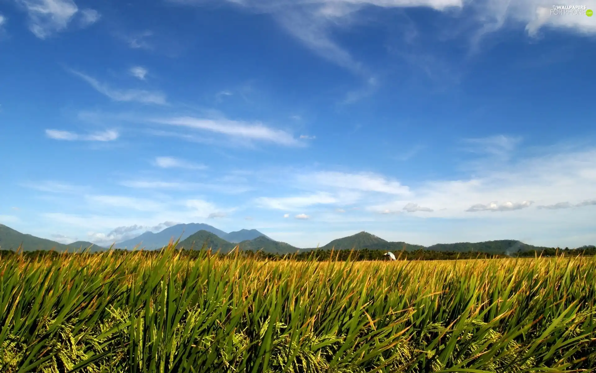 peaks, Mountains, Lany, cereals, green ones