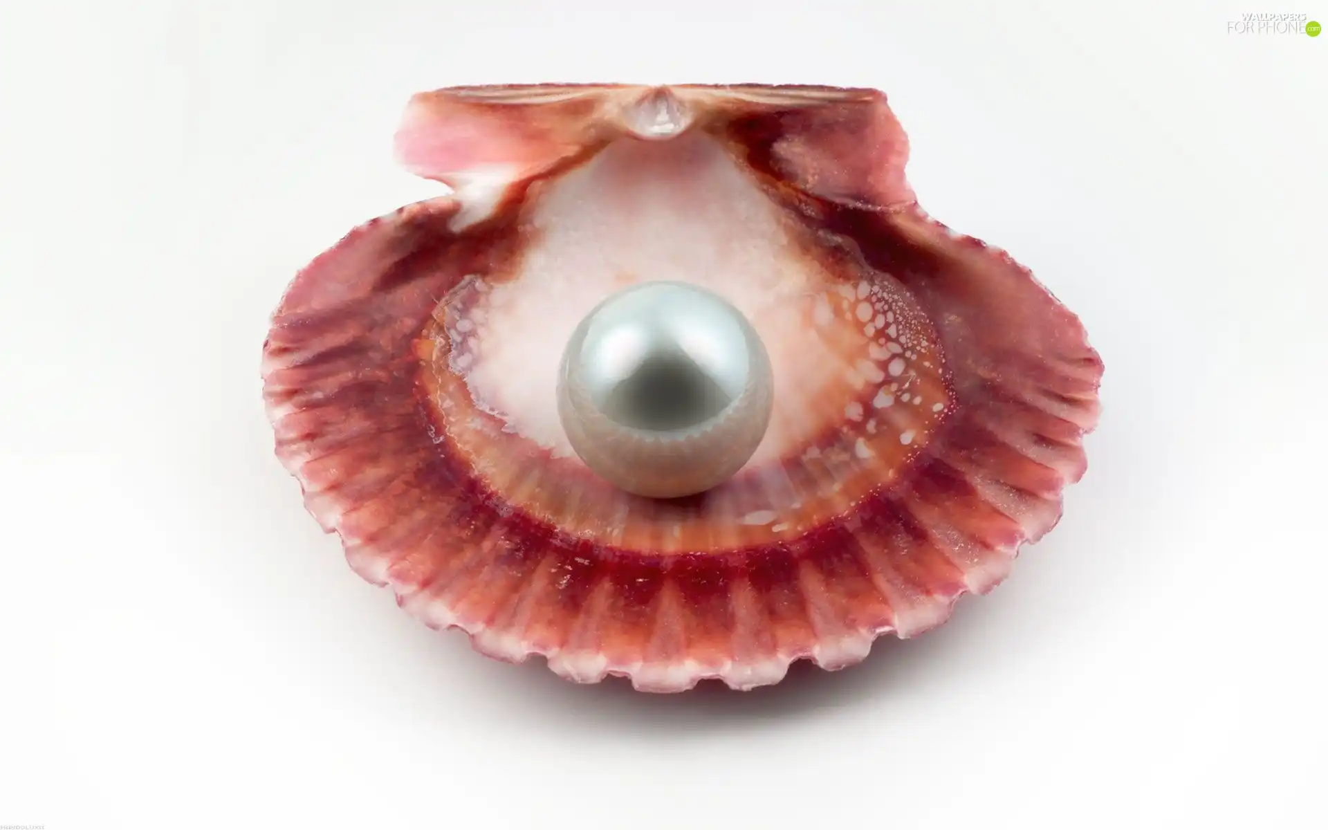 shell, pearl